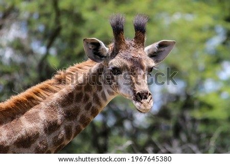 Young giraffe eyeing the photographer