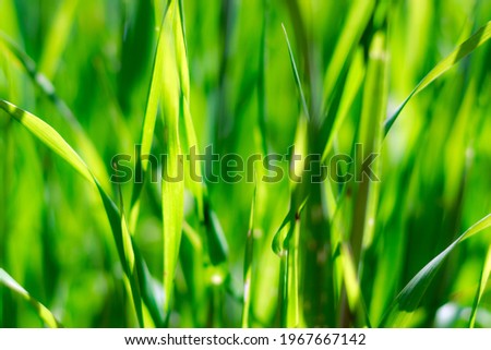 Green grass blur no focus backgroound 