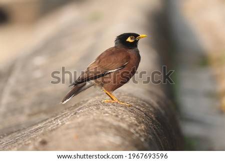 indian myna bird stock photo