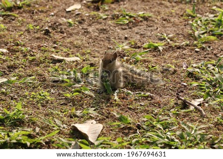 cute squirrel eating grass stock photo