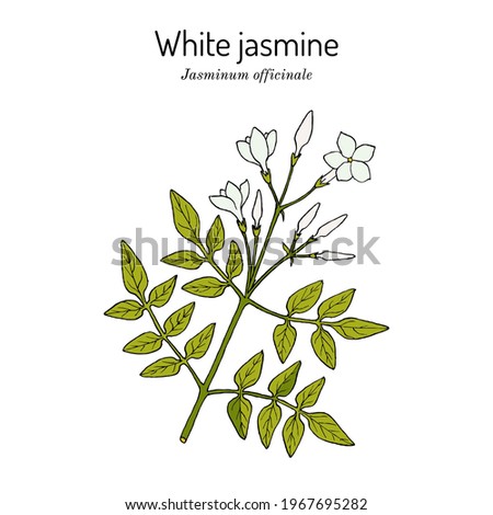 White jasmine, Jasminum officinale, medicinal plant. Hand drawn botanical vector illustration