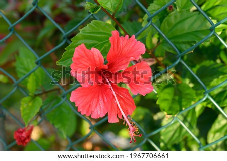Photo of a red hibiscus taken in the garden. The picture clearly shows the inflorescence of the flower, its pistil and stamens, the inner part of the hibiscus is no longer a secret.