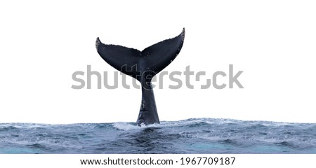 Whale tail coming out of the ocean water isolated on white background Royalty-Free Stock Photo #1967709187