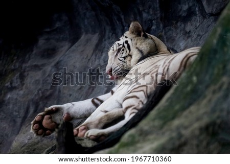 Close up white tiger is sleep and rest on the rock mountain
