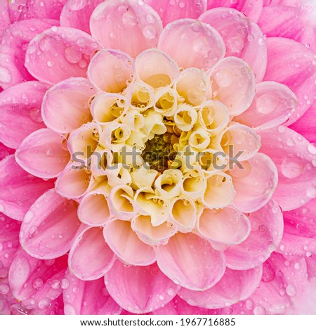 Pink dahlia flower and water drops, close up, macro. Pink white Dahlia petals