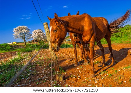 Horse. Animal, nature and veterinary.