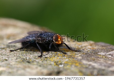 Close up Fly on a Tree Stump