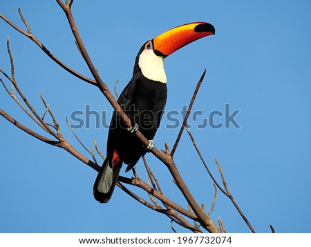 Toucan perched on a tree in Brazil