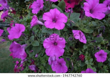 Purple flowers on the fence on summer day. Ipomoea sagittata