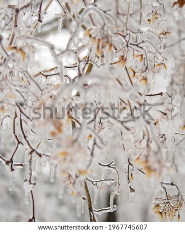 Ice Covered Branches in Winter