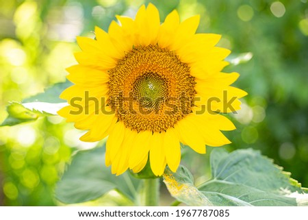 Bright Yellow Sunflower with Pollen on Leaves