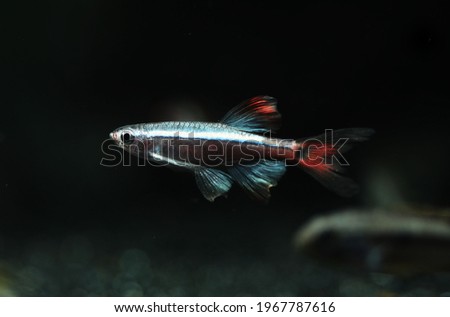 Long fin white cloud mountain minnow fish (Tanichthys alonubes) Royalty-Free Stock Photo #1967787616