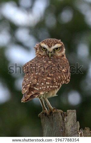 owl staring at the photographer