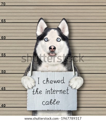 A dog husky was arrested. He has a sign around its neck that says I chewed the internet cable. Police lineup background.