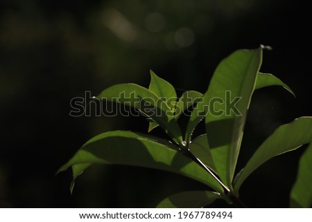 sun hitting tree leaves, beautiful pictures for painting, interior decoration with nature image, sunlit leaves with dark background