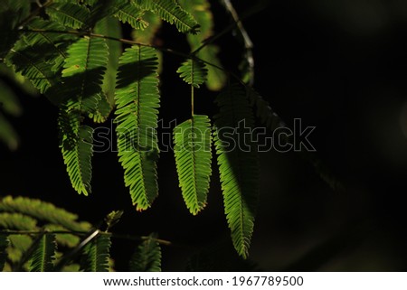 sun hitting tree leaves, beautiful pictures for painting, interior decoration with nature image, sunlit leaves with dark background