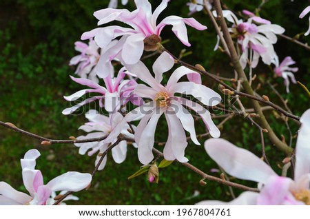 Pink magnolia flowers in garden, closeup. Flowering Magnolia Tree Magnolia loebneri Leonard Messel