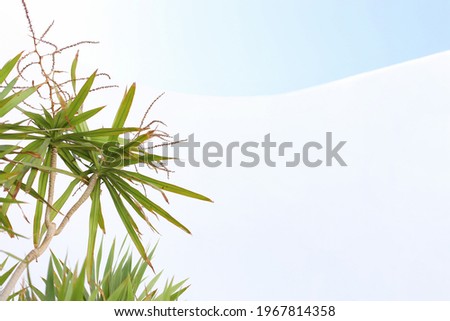 green plant on sky background and white isolated background