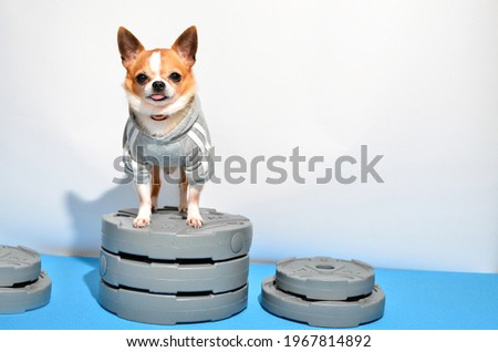 Shot of a little dog chihuahua with sports equipment. Sport, fitness, bodybuilding concept. Dog wearing little tracksuit, dog isolating on white background