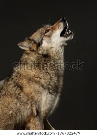 howling wolf, studio shot with black background, hybrid: 70% wolf, 30% dog
