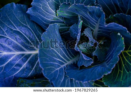 abstract leaves of decorative ornamental cabbage, close-up. Colorful abstract natural pattern, texture, background. Farming and gardening theme. Panoramic concept image.