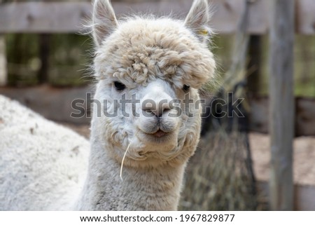Close-up of cute white alpaca