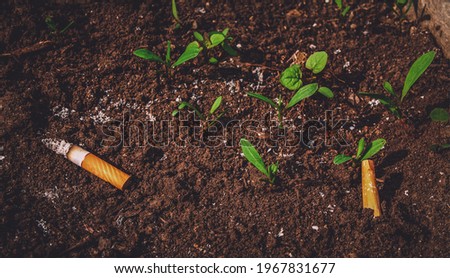 Closeup top view of cigarettes on the grown grass with soft focus. Concept of earth pollution and problem of waste. Stop smoking and no tobacco day. Environmental issues of the planet. Flatly, banner. Royalty-Free Stock Photo #1967831677