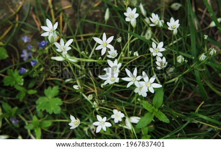 Lots of little white wildflowers in close up. Horizontal background. Minimalist screensaver with elements of nature and the environment.