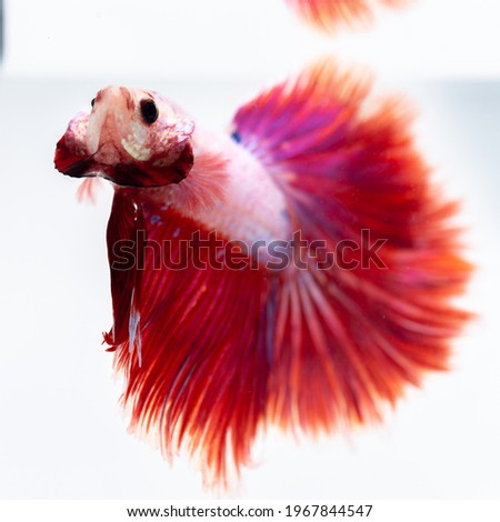 red betta fish in tank