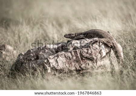 fine art image of monitor lizard or bengal monitor or common indian monitor or varanus bengalensis on rock