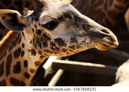Giraffe from the Santa Barbara Zoo
