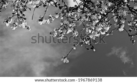                      monochromatic flower minimal background  black white template        