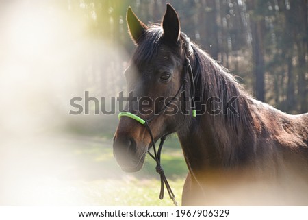 beautiful horse on background copy space 