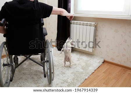Disabled person sits in black wheelchair at home. Plays with dog. Pet is dancing training. Stands on hind legs. Pastime. Best friend. International Day Rights of Persons with Disabilities. Unemployed.
