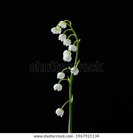Raceme Lily of the valley flower isolated on black background. Beautiful white bells of muguet flower without leaves with clipping path, side view. Naturе object for design
