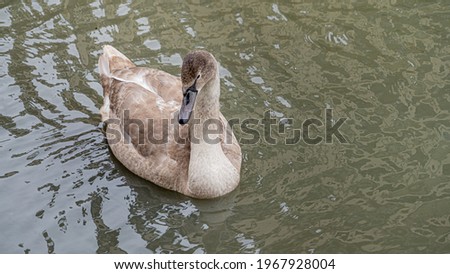 Young Mute Swan Cygnet with Grey and White Feathers single portrait shot