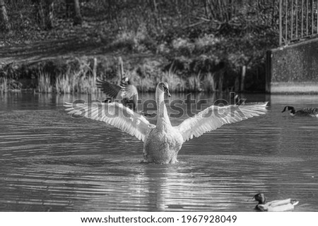 Young Mute Swan Cygnet with Grey and White Feathers washing in lake pond with wings fully extended into cross crucifix flyng vee shape, black and white monochrome image