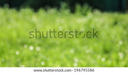 Natural outdoors bokeh background in green tones. Green grass background blurry. Summer sunny day concept layouts for advertising or for use as a background.