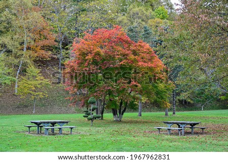 Collaboration scene of beautifully colored maple and bench at Mt. Yotei, Hokkaido