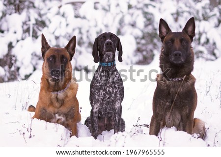 Serious black and white Greyster puppy with a blue collar posing outdoors sitting on a snow between two adult Belgian Malinois dogs in winter forest