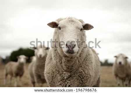 Group of sheep ready to follow Royalty-Free Stock Photo #196798676