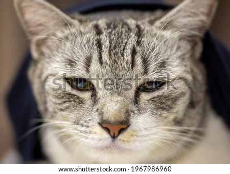 Close-up of a cat face. Portrait of a female kitten. Cat looks a bit sleepy. Detailed picture of a cats face with yellow clear eyes. Close up of cute feline face