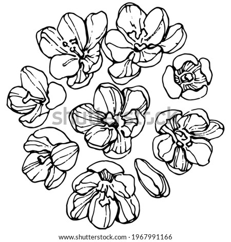 Crocus flower vector sketch illustration isolated on white background, saffron line art. Cute hand drawn flower in black outline and white plane on white background.