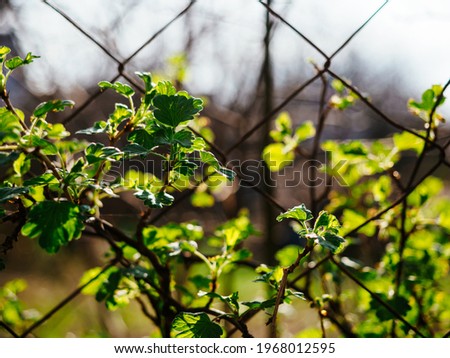 Young leaves bloom in the spring, close-up. Contrasting green leaves in the sun. Bright spring background or splash screen.