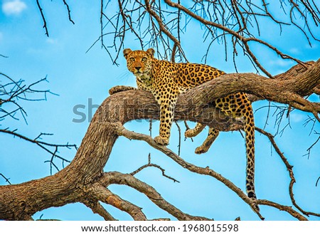 Leopard on a tree africa desert savana Royalty-Free Stock Photo #1968015598