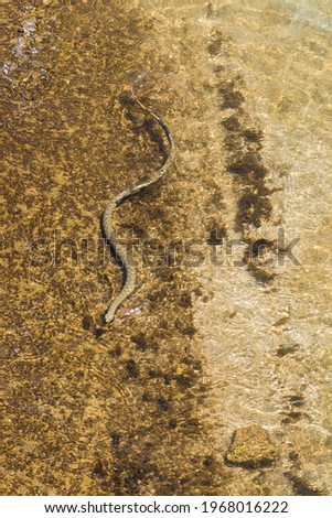 A Water Serpent Swimming in Search for Its Prey on a Warm Spring Day	
