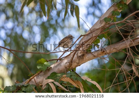A Lincoln's sparrow bird perched on a tree branch.
