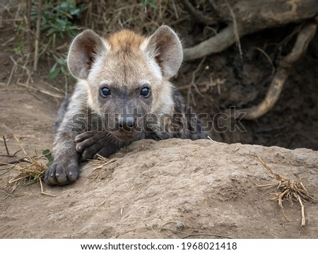 Hyena cub resting outside den