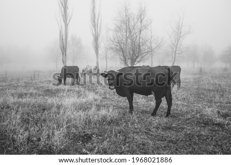Walking the cows in the autumn time in a foggy forest. Old style monochrome photo