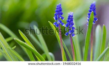 Muscari. Bell-shaped blue flowers, with a white fringe, of Muscari armeniacum surrounded by green basal leaves, close up. Known as Armenian grape hyacinth or garden grape-hyacinth, Asparagaceae. Royalty-Free Stock Photo #1968032416